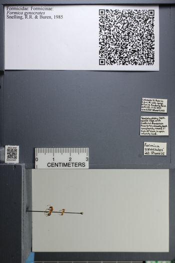 Media type: image;   Entomology 522507